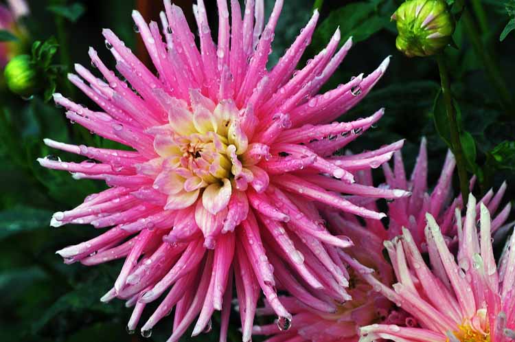 flower closeup